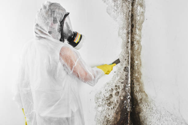 Office Mold Removal Services in Kennesaw, GA