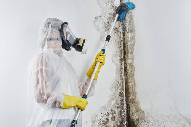Mold Testing and Removal in Kennesaw, GA