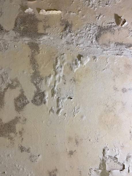 Best Same-Day Mold Removal  in Kennesaw, GA