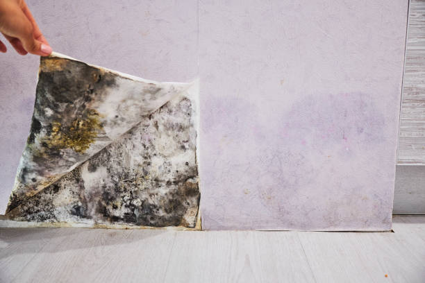 Best Mold Testing and Removal  in Kennesaw, GA